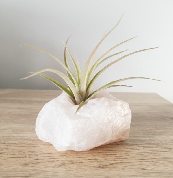 Indoor Oasis rose quartz crystal air plant Vinyl Design blog